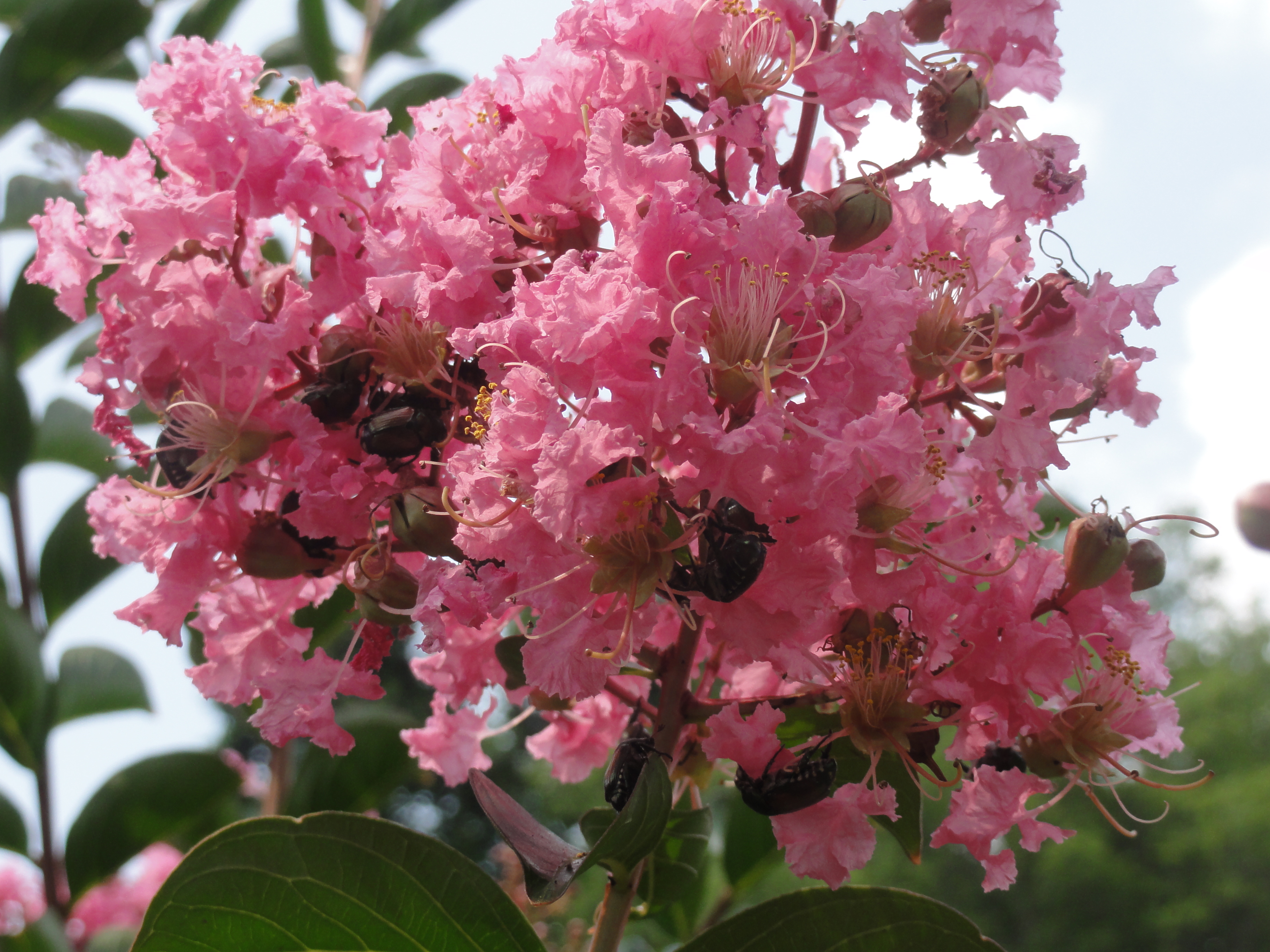 Crapemyrtle flowers with Japanese Beetles