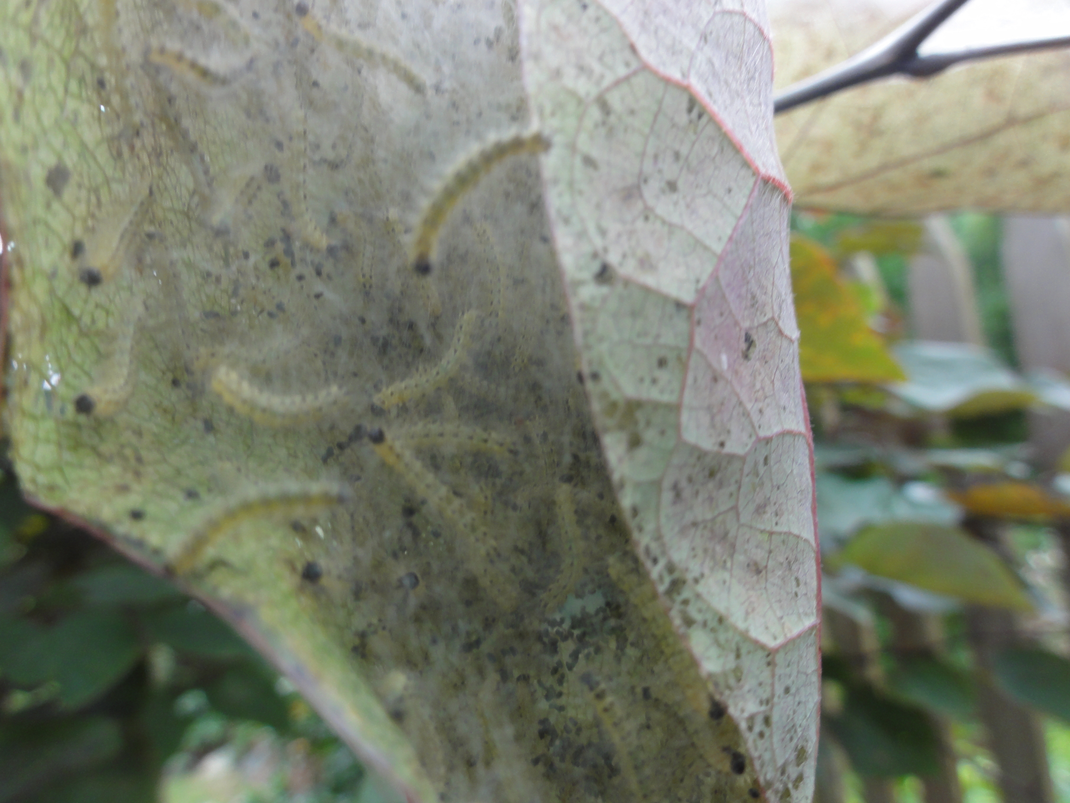 Fall webworm on Forest Pansy Redbud leaf
