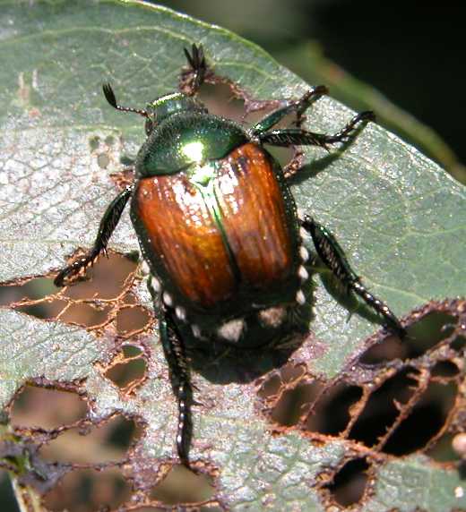 Adult Japaese Beetle
